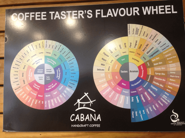 Coffee taster Flavour Wheel