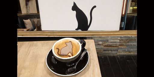 Coffee Cat from Arcana Bar & Cafe, Darlinghurst