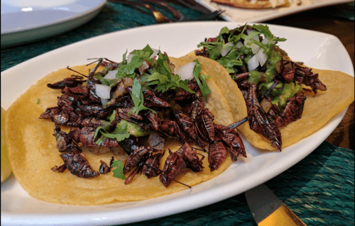 Toloache - JM Chapulines (Grasshopper) Tacos