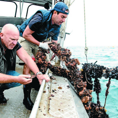 Diving into sustainable aquaculture